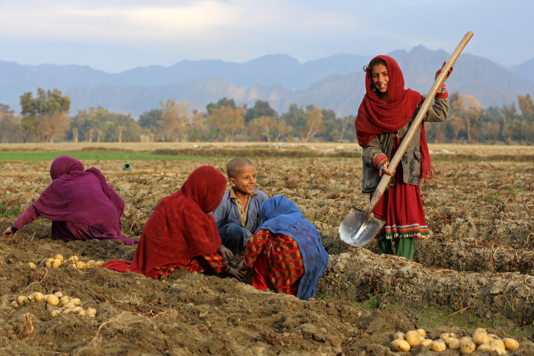 Afghan children harvest potatoes in a field at Bati Kot district in Nangarhar Province on January 12, 2023. (Photo by Shafiullah KAKAR / AFP)